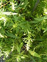 The du Mexique, Chenopodium ambrosioides (fam Chenopodiacees) (Am. du sud) (2) (Photo F. Mrugala)